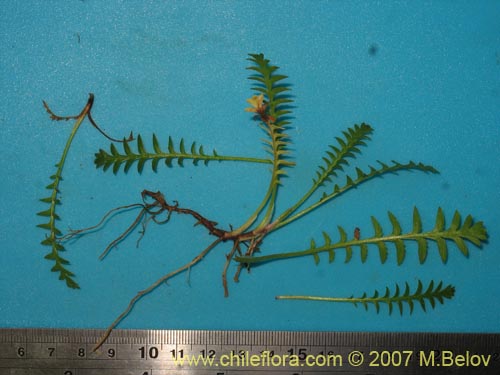 Image of Unidentified Plant sp. #1932 (). Click to enlarge parts of image.