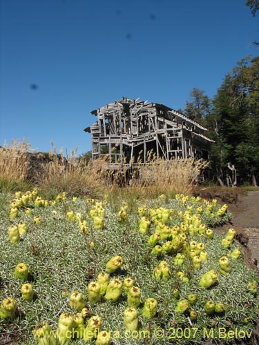 Image of Maihuenia poeppigii (Maihun). Click to enlarge parts of image.