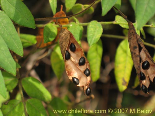 Bild von nicht bestimmte Pflanze sp. #1801 (). Klicken Sie, um den Ausschnitt zu vergrössern.