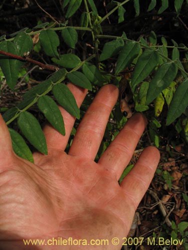 Bild von nicht bestimmte Pflanze sp. #1801 (). Klicken Sie, um den Ausschnitt zu vergrössern.