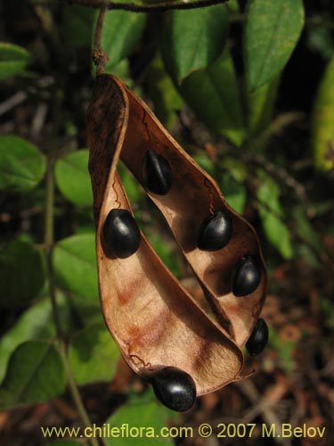 Bild von nicht bestimmte Pflanze sp. #1801 (). Klicken Sie, um den Ausschnitt zu vergrössern.