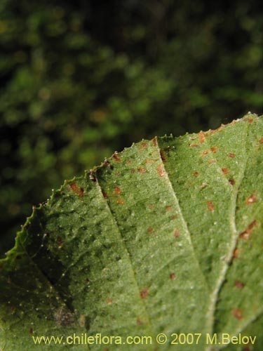 Image of Nothofagus glauca (Hualo). Click to enlarge parts of image.