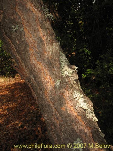 Bild von Nothofagus glauca (Hualo). Klicken Sie, um den Ausschnitt zu vergrössern.