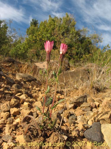 Bild von Asteraceae sp. #1800 (). Klicken Sie, um den Ausschnitt zu vergrössern.
