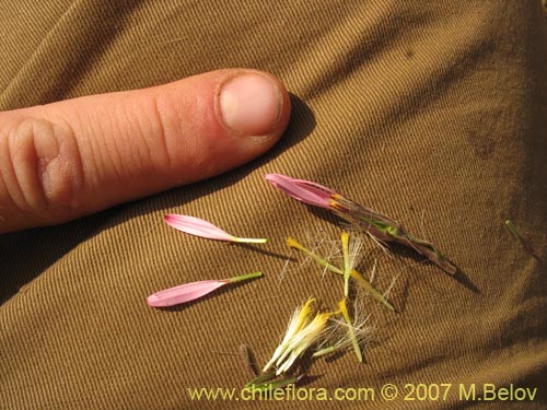 Bild von Asteraceae sp. #1800 (). Klicken Sie, um den Ausschnitt zu vergrössern.