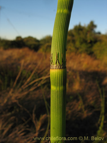 Image of Equisetum giganteum (). Click to enlarge parts of image.
