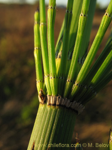 Image of Equisetum giganteum (). Click to enlarge parts of image.