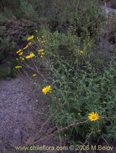 Image of Viguiera revoluta (Maravilla del cerro). Click to enlarge parts of image.