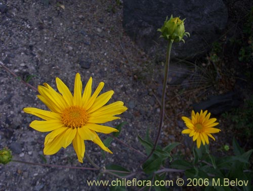 Image of Viguiera revoluta (Maravilla del cerro). Click to enlarge parts of image.