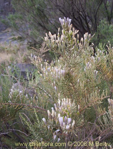 Bild von Fabiana imbricata (Pichi / Peta / Romero). Klicken Sie, um den Ausschnitt zu vergrössern.