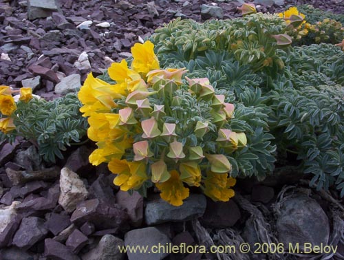 Tropaeolum polyphyllum의 사진