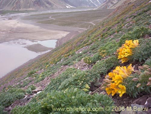 Tropaeolum polyphyllum의 사진
