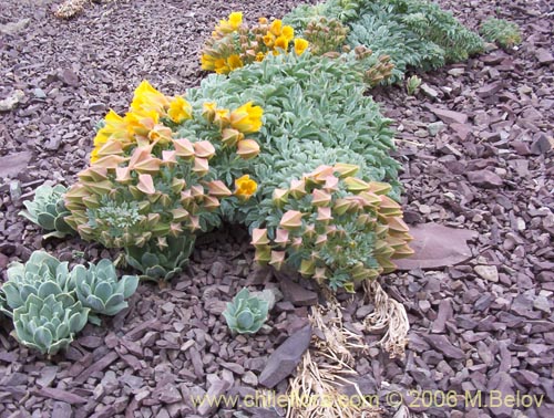 Tropaeolum polyphyllum의 사진