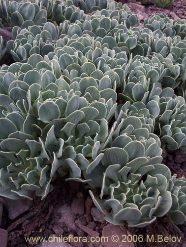Image of Alstroemeria umbellata (Lirio de cordillera rosado). Click to enlarge parts of image.