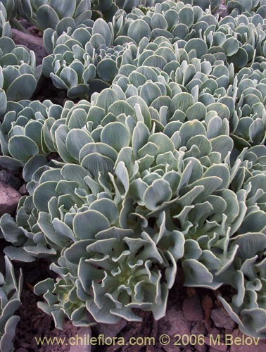 Image of Alstroemeria umbellata (Lirio de cordillera rosado). Click to enlarge parts of image.