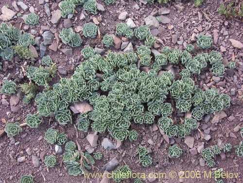 Image of Alstroemeria umbellata (Lirio de cordillera rosado). Click to enlarge parts of image.
