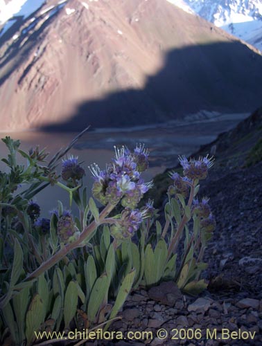 Bild von Phacelia secunda (Flor de la cuncuna). Klicken Sie, um den Ausschnitt zu vergrössern.