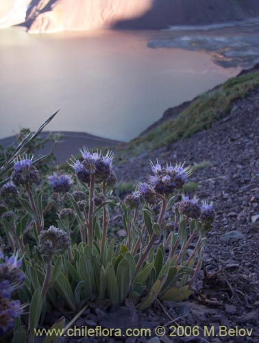 Bild von Phacelia secunda (Flor de la cuncuna). Klicken Sie, um den Ausschnitt zu vergrössern.