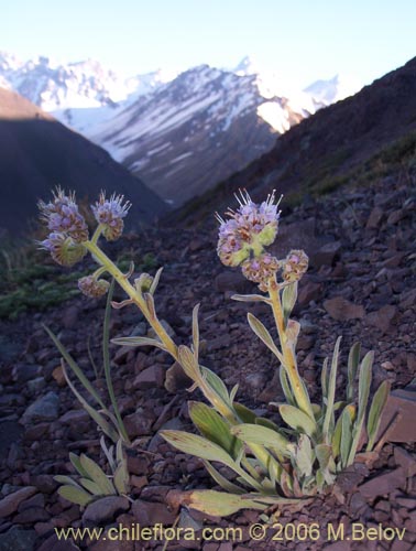 Bild von Phacelia secunda (Flor de la cuncuna). Klicken Sie, um den Ausschnitt zu vergrössern.