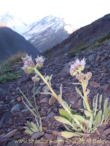 Bild von Phacelia secunda (Flor de la cuncuna). Klicken Sie, um den Ausschnitt zu vergrössern.