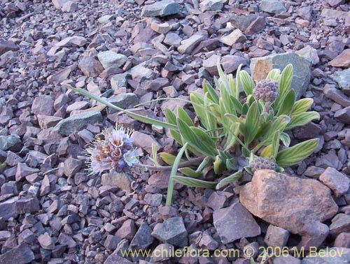Bild von Phacelia secunda (Flor de la cuncuna). Klicken Sie, um den Ausschnitt zu vergrössern.