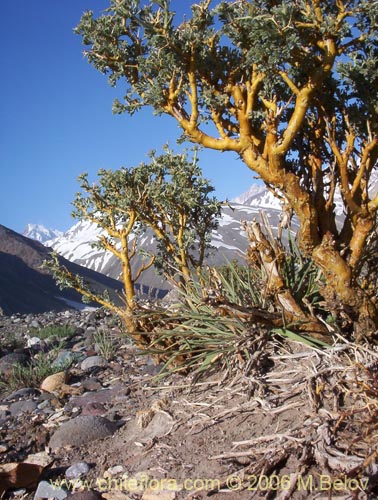 Image of Adesmia sp. #1568 (). Click to enlarge parts of image.