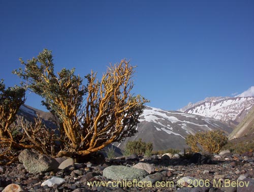 Image of Adesmia sp. #1568 (). Click to enlarge parts of image.