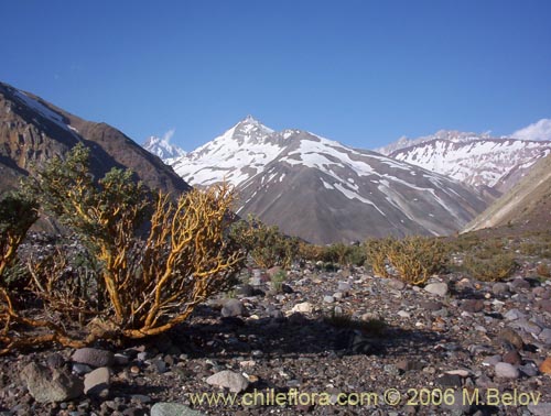 Image of Adesmia sp. #1568 (). Click to enlarge parts of image.