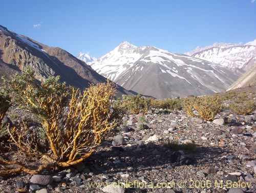 Image of Adesmia sp. #1568 (). Click to enlarge parts of image.