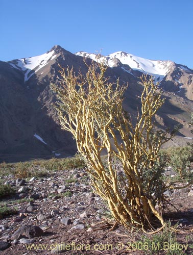 Image of Adesmia sp. #1568 (). Click to enlarge parts of image.