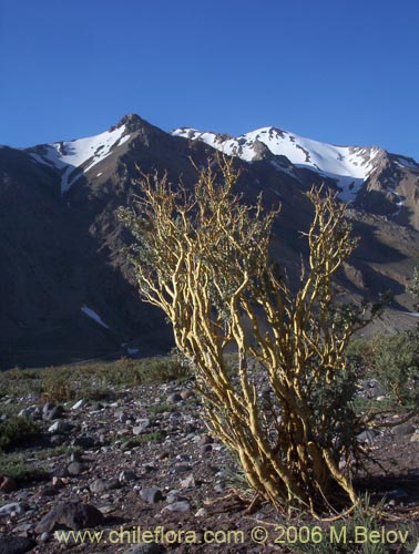 Image of Adesmia sp. #1568 (). Click to enlarge parts of image.