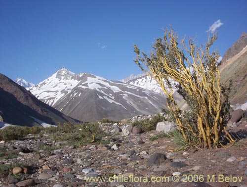 Image of Adesmia sp. #1568 (). Click to enlarge parts of image.