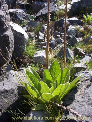 Verbascum thapsus의 사진
