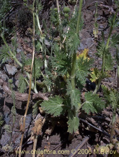 Scyphanthus elegans的照片