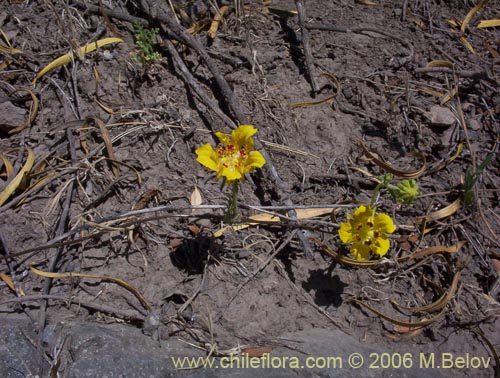 Scyphanthus elegans的照片