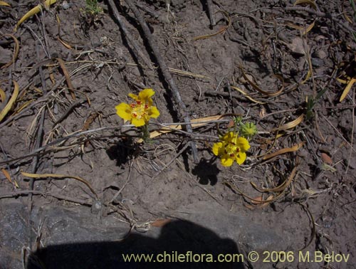 Scyphanthus elegans的照片