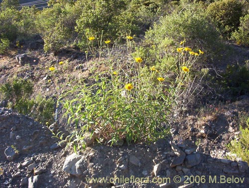 Imágen de Viguiera revoluta (Maravilla del cerro). Haga un clic para aumentar parte de imágen.
