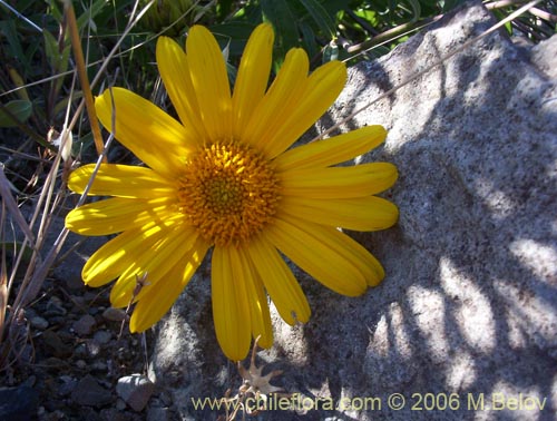 Imágen de Viguiera revoluta (Maravilla del cerro). Haga un clic para aumentar parte de imágen.