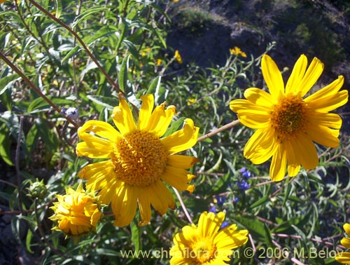 Imágen de Viguiera revoluta (Maravilla del cerro). Haga un clic para aumentar parte de imágen.