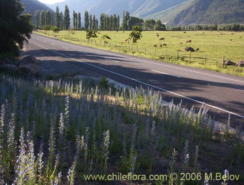 Bild von Echium vulgare (Hierba azul / Viborera / Ortiguilla). Klicken Sie, um den Ausschnitt zu vergrössern.