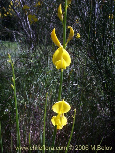 Bild von Cytisus striatus (Retamo). Klicken Sie, um den Ausschnitt zu vergrössern.
