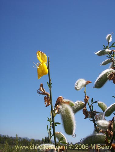 Bild von Cytisus striatus (Retamo). Klicken Sie, um den Ausschnitt zu vergrössern.