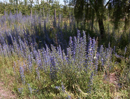 Bild von Echium vulgare (Hierba azul / Viborera / Ortiguilla). Klicken Sie, um den Ausschnitt zu vergrössern.