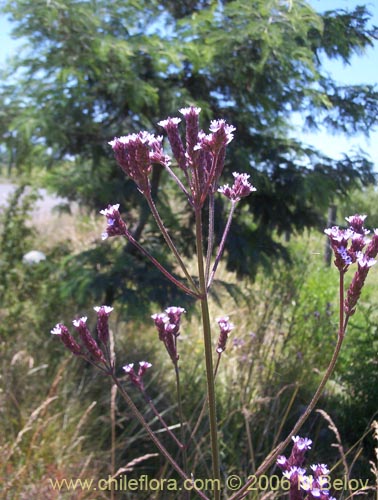 Image of Verbena litoralis (Verbena). Click to enlarge parts of image.