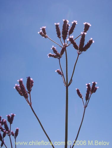 Image of Verbena litoralis (Verbena). Click to enlarge parts of image.