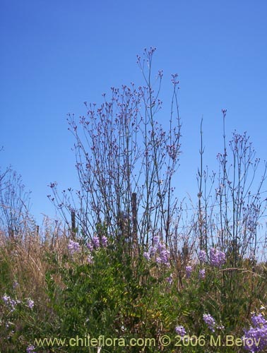 Image of Verbena litoralis (Verbena). Click to enlarge parts of image.