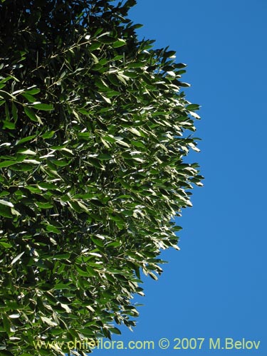 Image of Gomortega keule (Qeule / Keule). Click to enlarge parts of image.