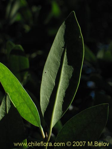 Image of Gomortega keule (Qeule / Keule). Click to enlarge parts of image.