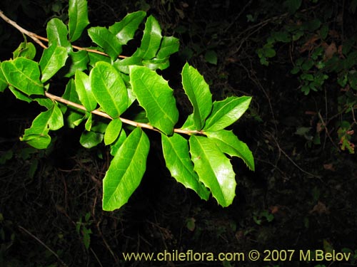Bild von Berberis negeriana (). Klicken Sie, um den Ausschnitt zu vergrössern.