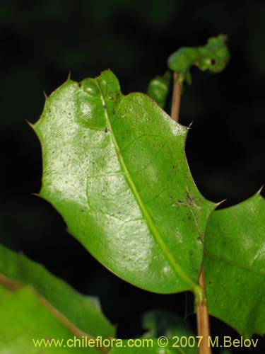 Image of Berberis negeriana (). Click to enlarge parts of image.